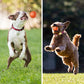 ⏳Black Friday Sale - ￡8.99!!🏆Flash Sale⚡50K+ SOLD! Almost Gone💥Automatic Smart Teasing Dog Ball That Can't be Bitten🐶
