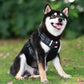 🔥Christmas Sale 49% OFF - Reflective Dog Chest Strap