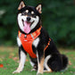 🔥Christmas Sale 49% OFF - Reflective Dog Chest Strap