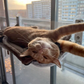 🎅Christmas Sale 50% OFF🐱Foldable Cat Hammock